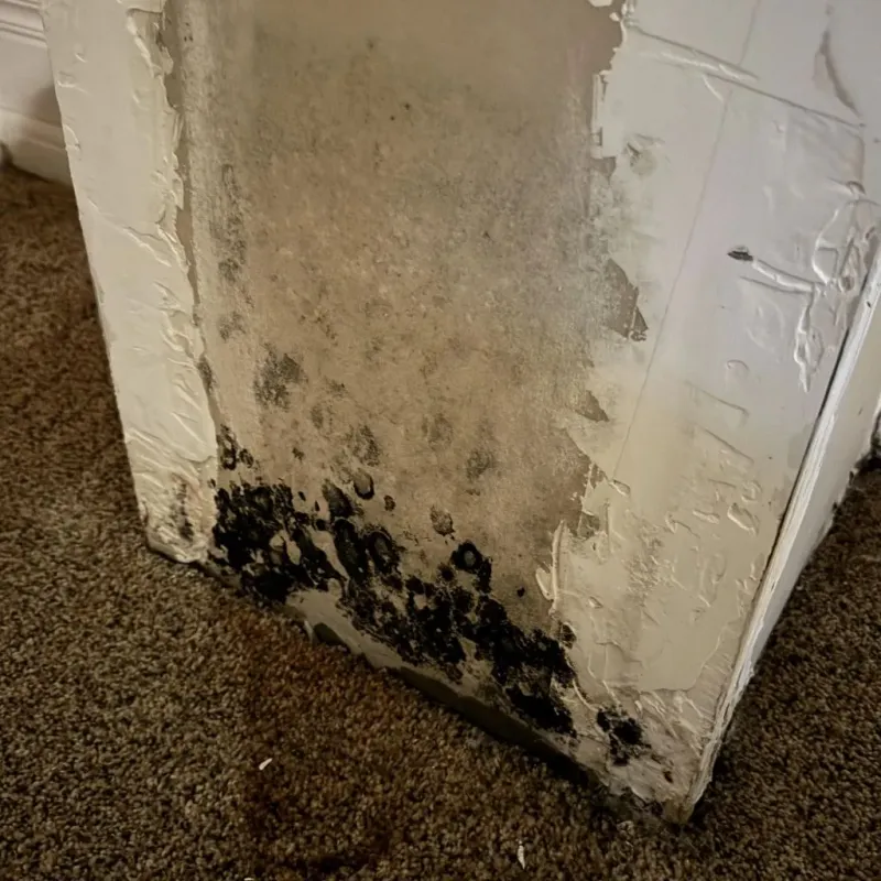 Professional Mold Removal in Frankston, TX